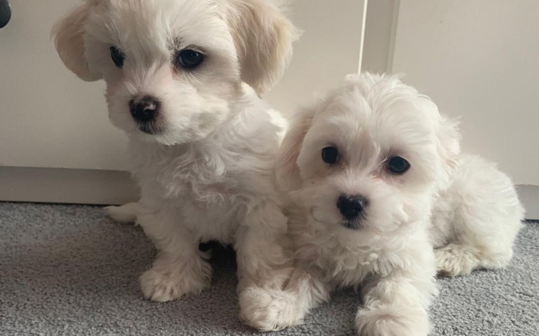 Ice White Maltese Puppies